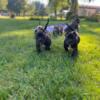 Registered American Bully Male Puppies