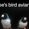 Gouldian finches