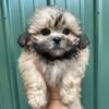 Shih Tzu puppies for sale