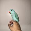 Indian Ring Neck Parrots