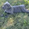 AKC AND ICCF registered Cane Corso born 7/8/24