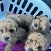 Beautiful Maltipoo Puppies 