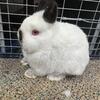 Netherland dwarf baby bunnies