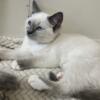 SOLD purrfect Ragdolls and Ragamese