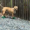 American Bully (UKC)