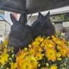 Netherland Dwarf babies, 2 girls, 2 boys