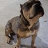 Xl bully Merle tri  for stud