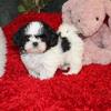 SOLD Shih Tzu AKC M MrBryon  Small