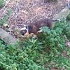 Brindle and white female American Pitbull puppy.