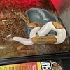 Pastel pied python