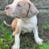 2 Male American bully PUPS