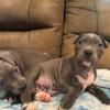 Blue pit pups born 6/25/24