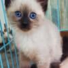 Stunning blue eyed Siamese kitten's