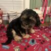 Fluffy Shih Poo Puppies