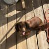 Dachshund miniature female 