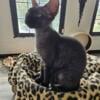 Sphynx X Devon Rex  female  for rehoming