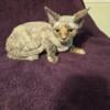 Devon Rex blue cream female