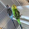 1 Female cockatiel & 2 Male Budgies