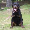 Female Rottweiler 