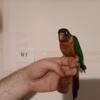 Dommit Red G.C. Conure