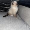   Ragdoll- kitty!!