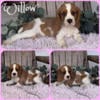 Cavalier King Charles Spaniel puppies