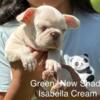 New Shade Isabella Cream French Bulldog Puppy