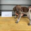 German shorthair pointers