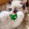 ragdoll kittens registered Tica
