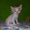 Devon Rex Kittens From The Devonese Cattery Purebred With Papers