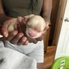 Puppies for se