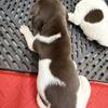 German Shorthaired Pointer AKC puppies
