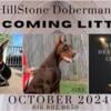 Champion akc Doberman Pinscher puppies