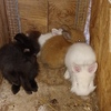 Rabbits for free. Rex/lionhead. 7 to choose from. Located in Byron Center  2 momnths old to 4 months old