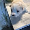 Shih Tzu Chihuahua Maltese mix puppies