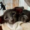 Oriental Shorthair Extreme On Sale