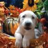 AKC registered Labrador retriever puppies