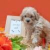 Toy Poodle 8 weeks