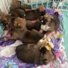Beautiful loving puppies ready for new families!