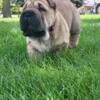 Female Shar-pei puppy