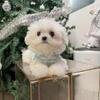 Maltese Puppy