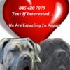  text if interested: Cane Corso pups