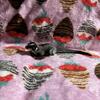SUGAR GLIDERS