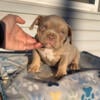 Lilac tri American Bully