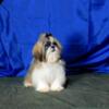 AKC SHIH TZU MALE AVAILABLE FOR ADOPTION