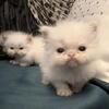 Persian kittens