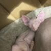 Sphynx babies near ft Myers fl