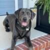 AKC Charcoal Lab for Stud