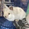 Lionhead does for sale in NJ