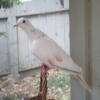 7 Beautiful, healthy female Ring Neck Doves  need adoption